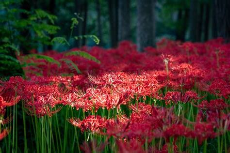 彼岸花 開花